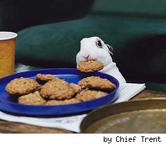 cookie-rabbit.jpg