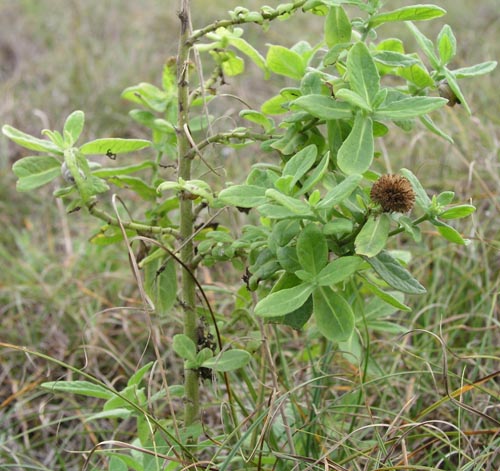 cop%20PA262194.jpg