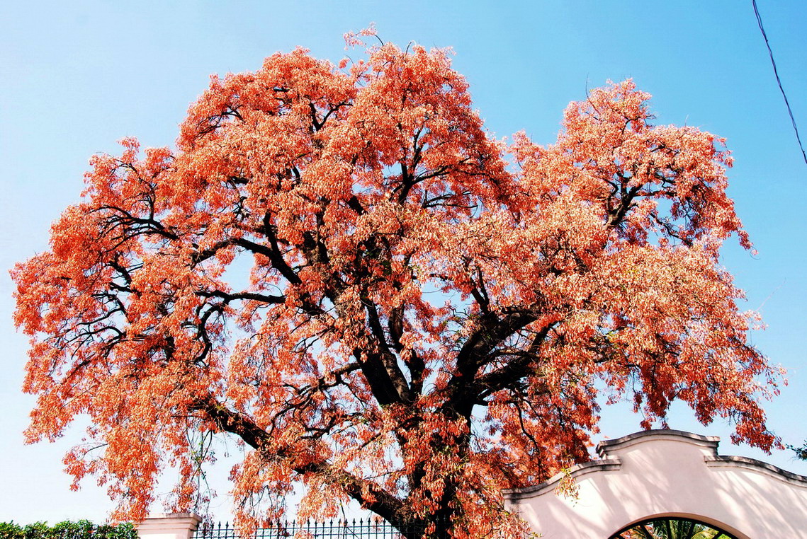 Copa_de_Erythrina_dominguezii_-_Goya_-_Argentina_-_Foto_de_Alberto_Ferrari.jpg