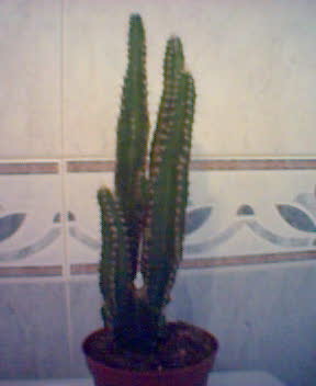 Copia%20de%20Imagen%285%29.jpg