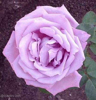 Copia%20de%20normal_rosa-lila-guapuru-17%7E0.jpg