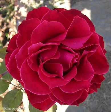 Copia%20de%20rosa%20roja.JPG