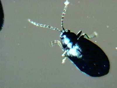 Copia de escarabajillo azul002.jpg