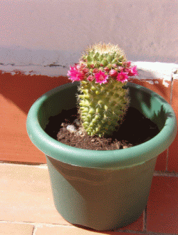 Copia de IM002200.gif