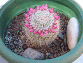 Copia de IM002202.gif
