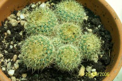 Copia_de_cactus_oscar_019.jpg