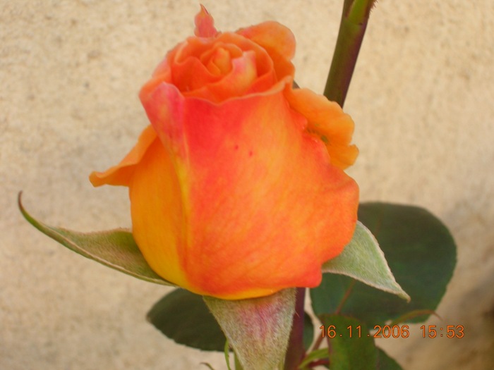 Copia_de_Nov_2006_090.jpg