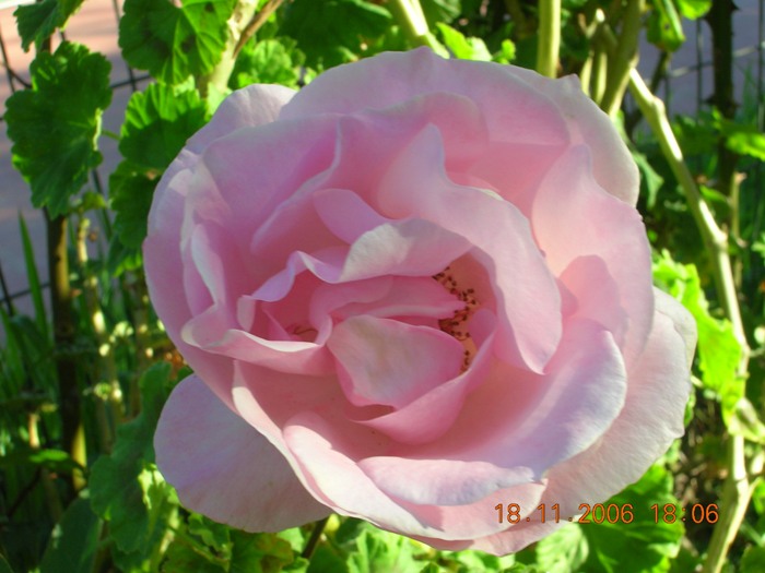 Copia_de_Nov_2006_337.jpg