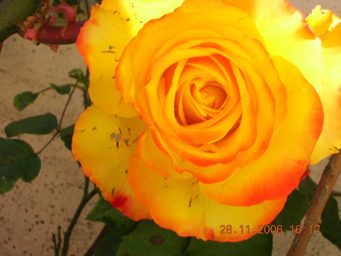 Copia_de_Nov_2006_488.jpg