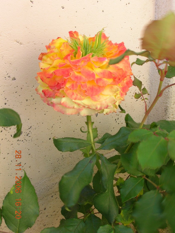 Copia_de_Nov_2006_493.jpg