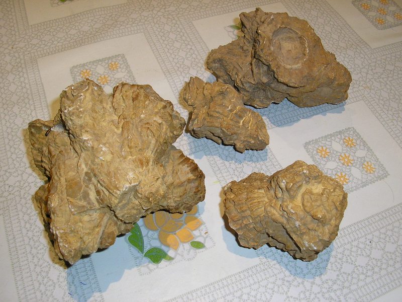 Copia_de_P6260264.JPG