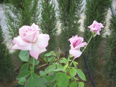 Copia_de_PIC_0022.JPG
