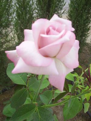 Copia_de_PIC_0023.JPG