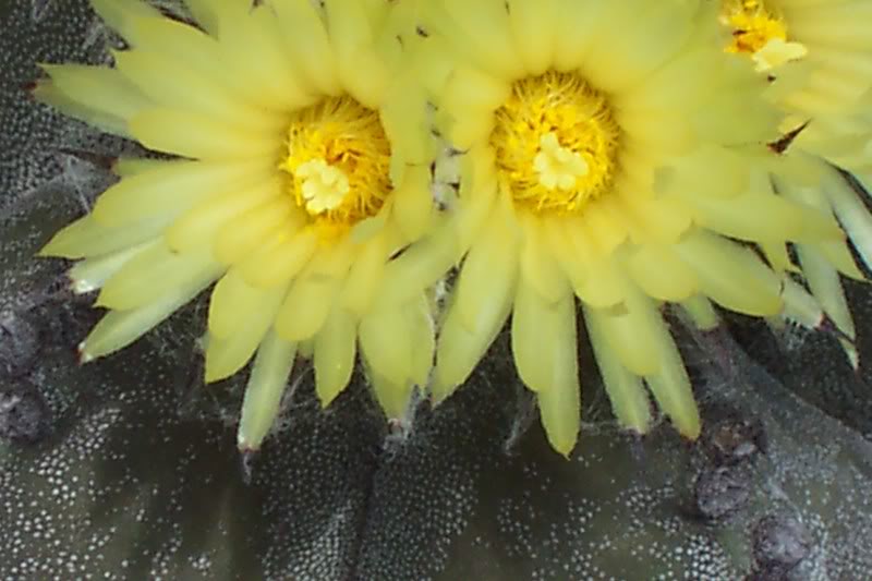 Copiade100_5079.jpg