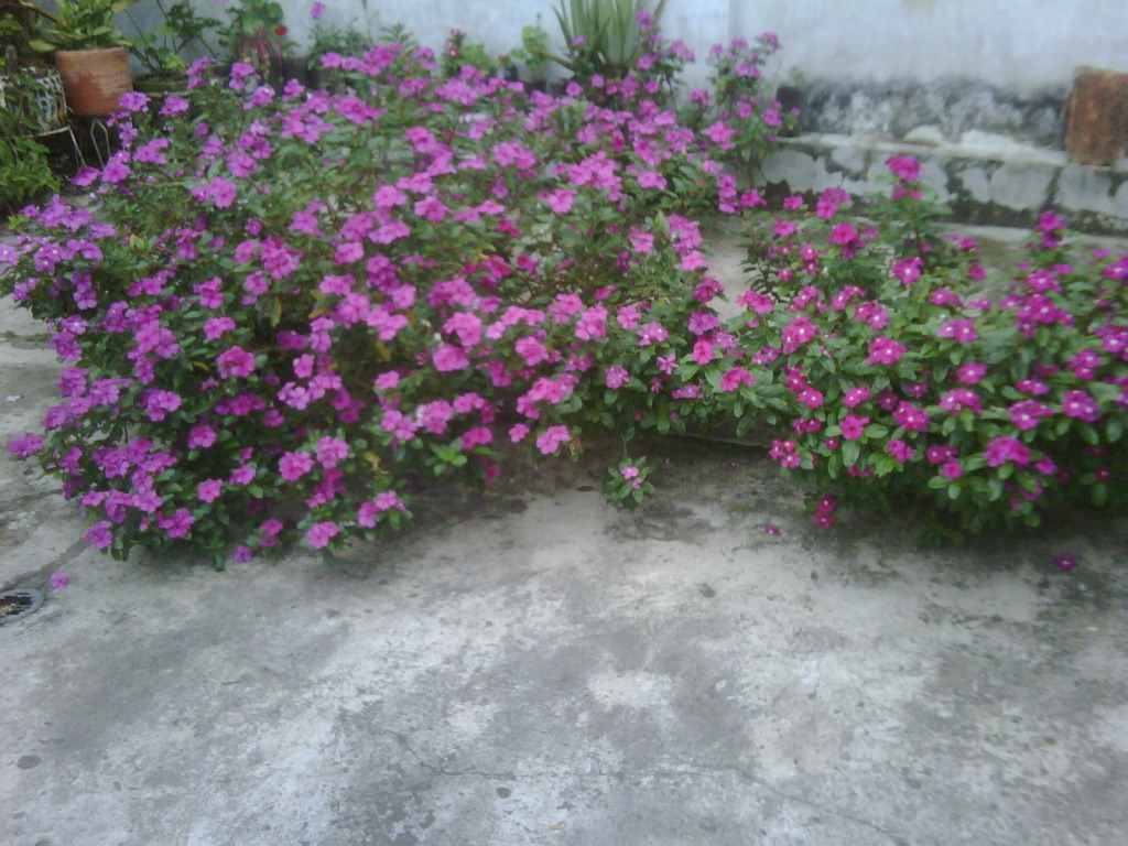 CopiadeIMG00524-20120611-1202.jpg