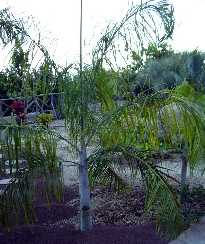 CopiadeP1010003_redimensionar.jpg