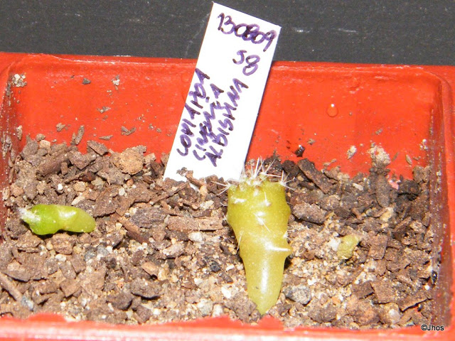 Copiapoa%20Cinerea%20Albispina%20058%2020091126.jpg