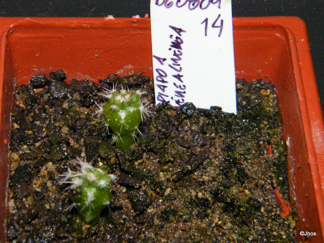 Copiapoa%20Cinerea%20cinerea%20014%2020091126.jpg