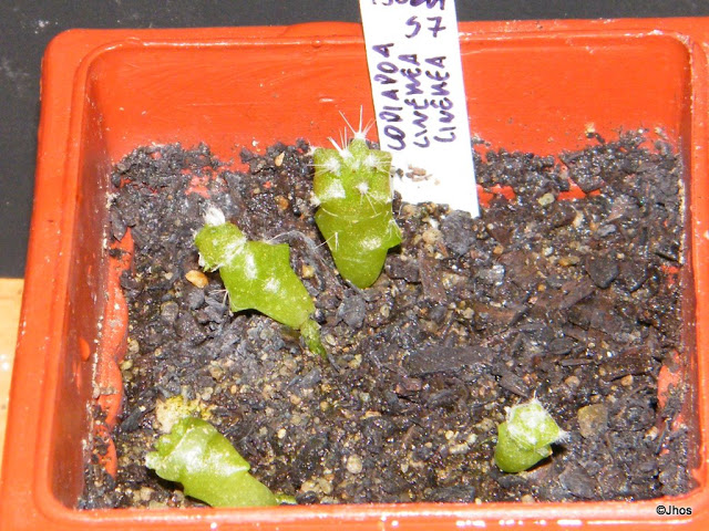Copiapoa%20Cinerea%20Cinerea%20057%2020091126.jpg