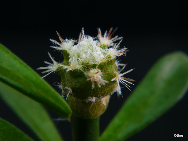 Copiapoa%20Cinerea%20Cinerea%2020091217.jpg