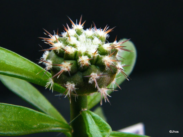 Copiapoa%20Cinerea%20Cinerea%2020100103%20002.jpg