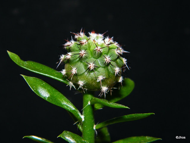 Copiapoa%20Cinerea%20Cinerea%2020100204%20001.jpg