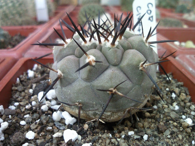 Copiapoa%20Cinerea%20sp%20%281%29.jpg