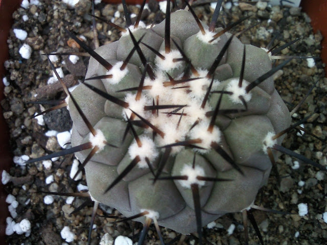 Copiapoa%20Cinerea%20sp%20%282%29.jpg