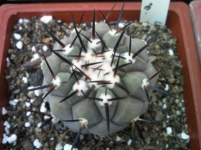 Copiapoa%20Cinerea%20sp%20%283%29.jpg