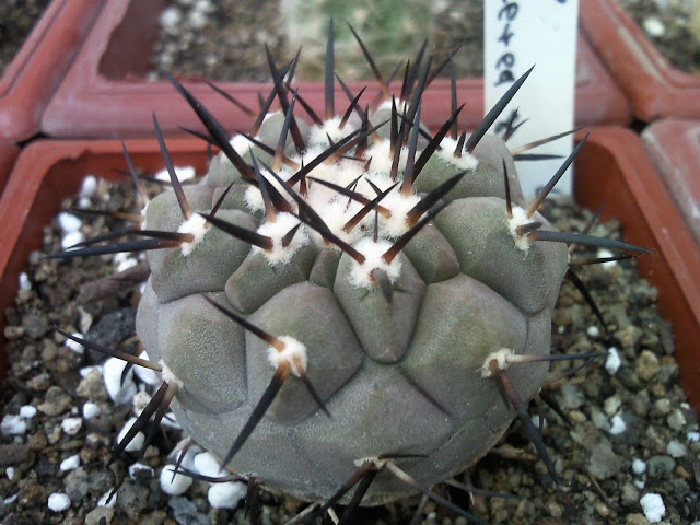 Copiapoa%20Cinerea%20sp%20%284%29.jpg