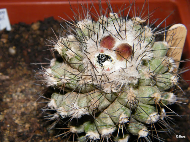Copiapoa%20Humilis%20162%2020091106.jpg