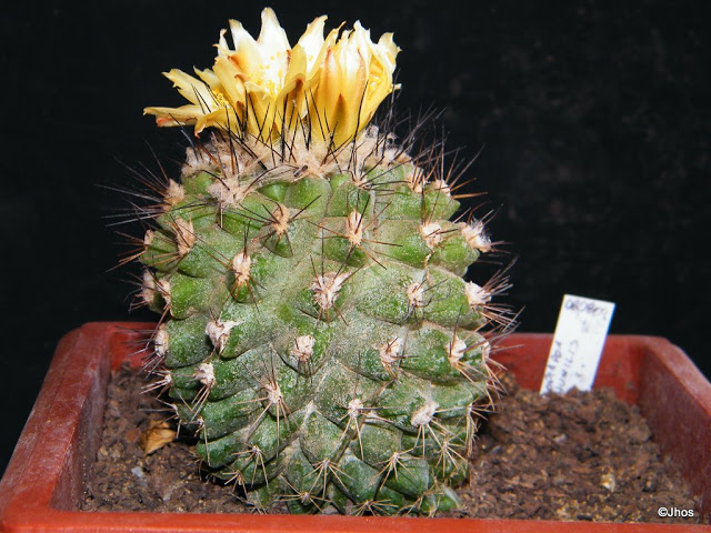 Copiapoa%20Humilis%20162%2020100214%20001.jpg