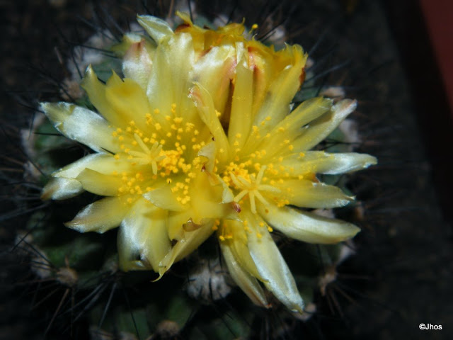 Copiapoa%20Humilis%20162%2020100221%20002.jpg