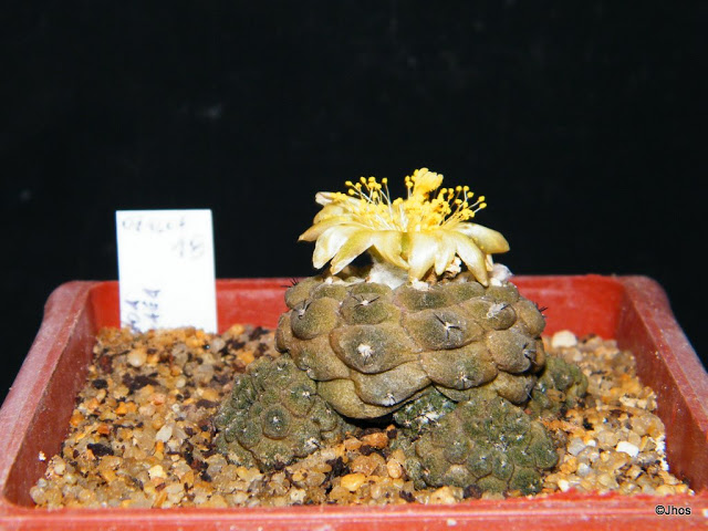 Copiapoa%20Hypogaea%20018%2020100117%20001.jpg