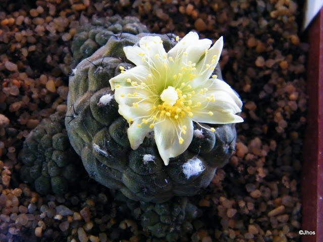 Copiapoa%20Hypogaea%20018%2020100117%20002.jpg