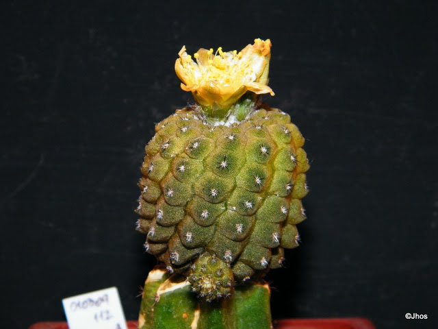 Copiapoa%20Hypogaea%20112%2020091217.jpg