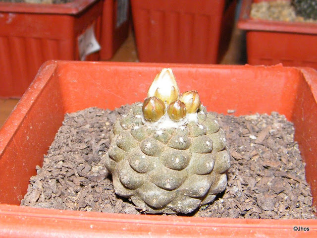Copiapoa%20Hypogaea%2020091007%20001.jpg