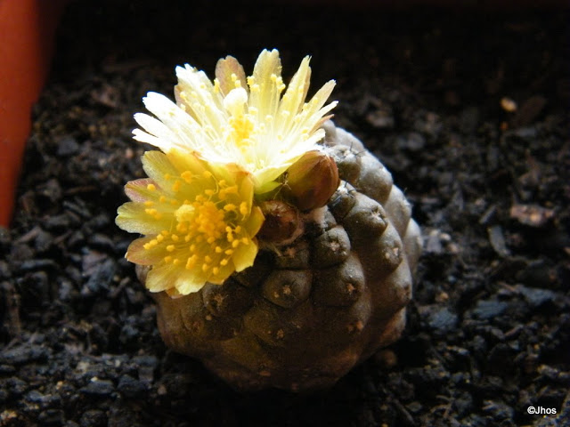 Copiapoa%20Hypogaea%2020091009%20002.jpg