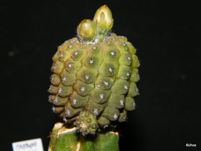 Copiapoa%20Hypogaea%20212%2020091215%20.jpg