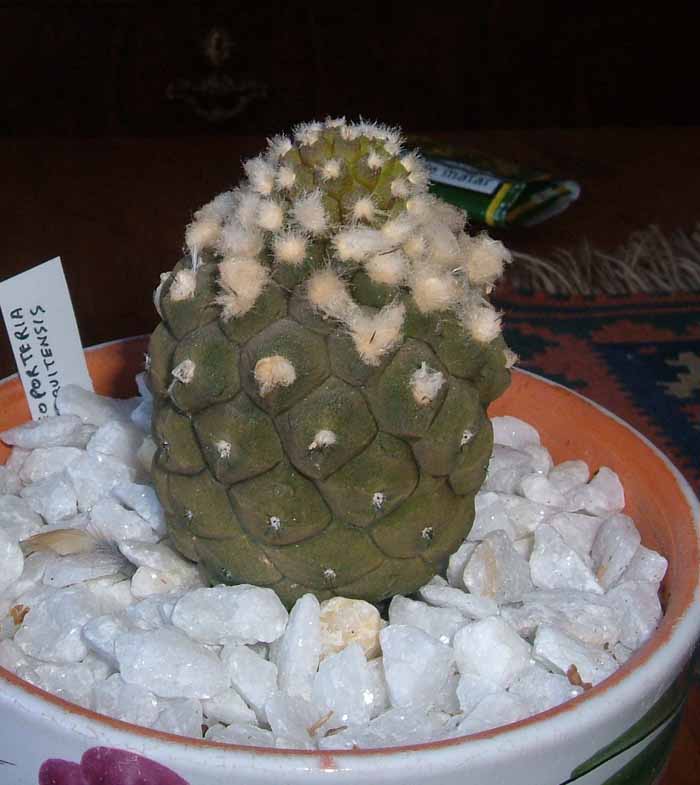 copiapoa%20hypogaea%20v%20barquitensis.jpg