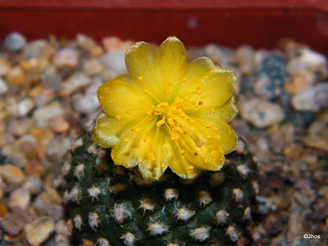 Copiapoa%20Laui%20185%2020100225%20005.jpg