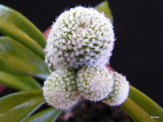 Copiapoa%20Laui%2020091017%20051.jpg