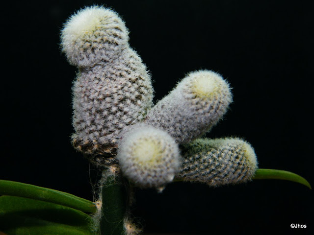 Copiapoa%20Laui%2020091217.jpg