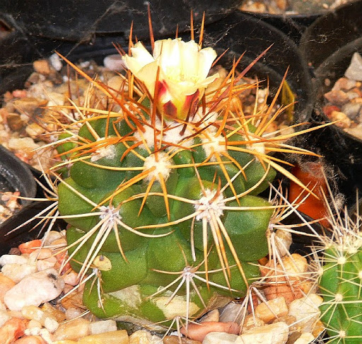 Copiapoa%252520goldii.jpg