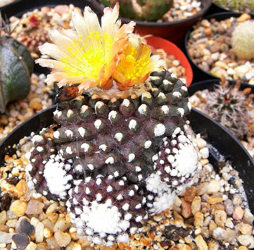 Copiapoa%252520monstruosa.jpg