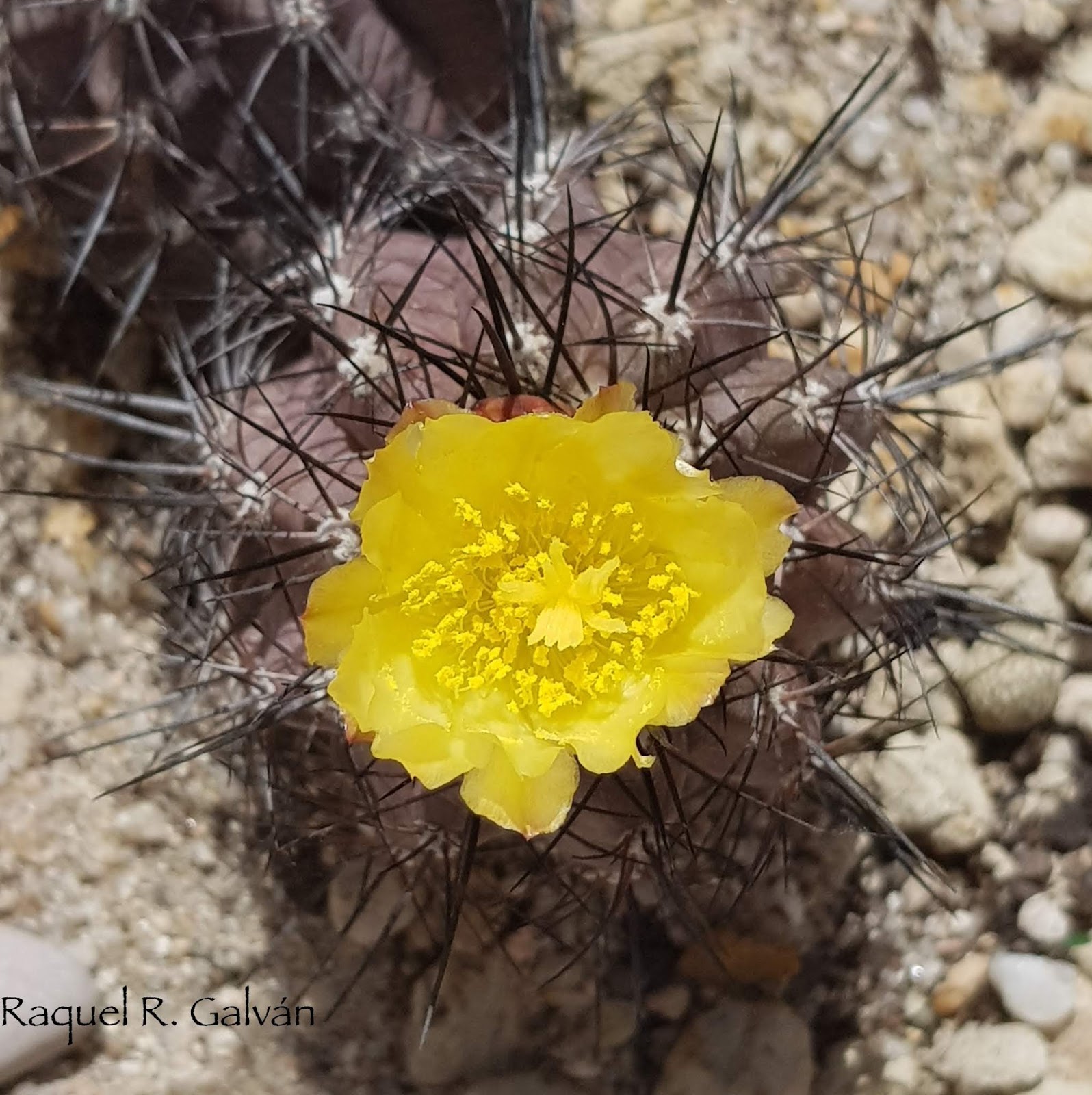 Copiapoa%2Bhumilis.jpg