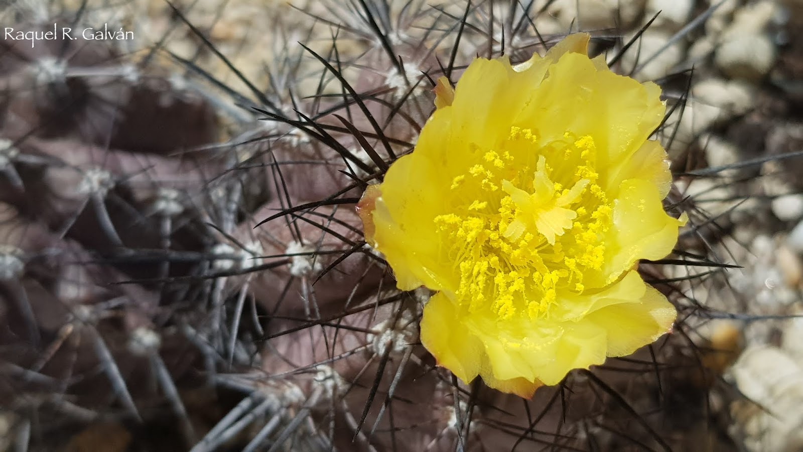 Copiapoa%2Bhumilis1.jpg