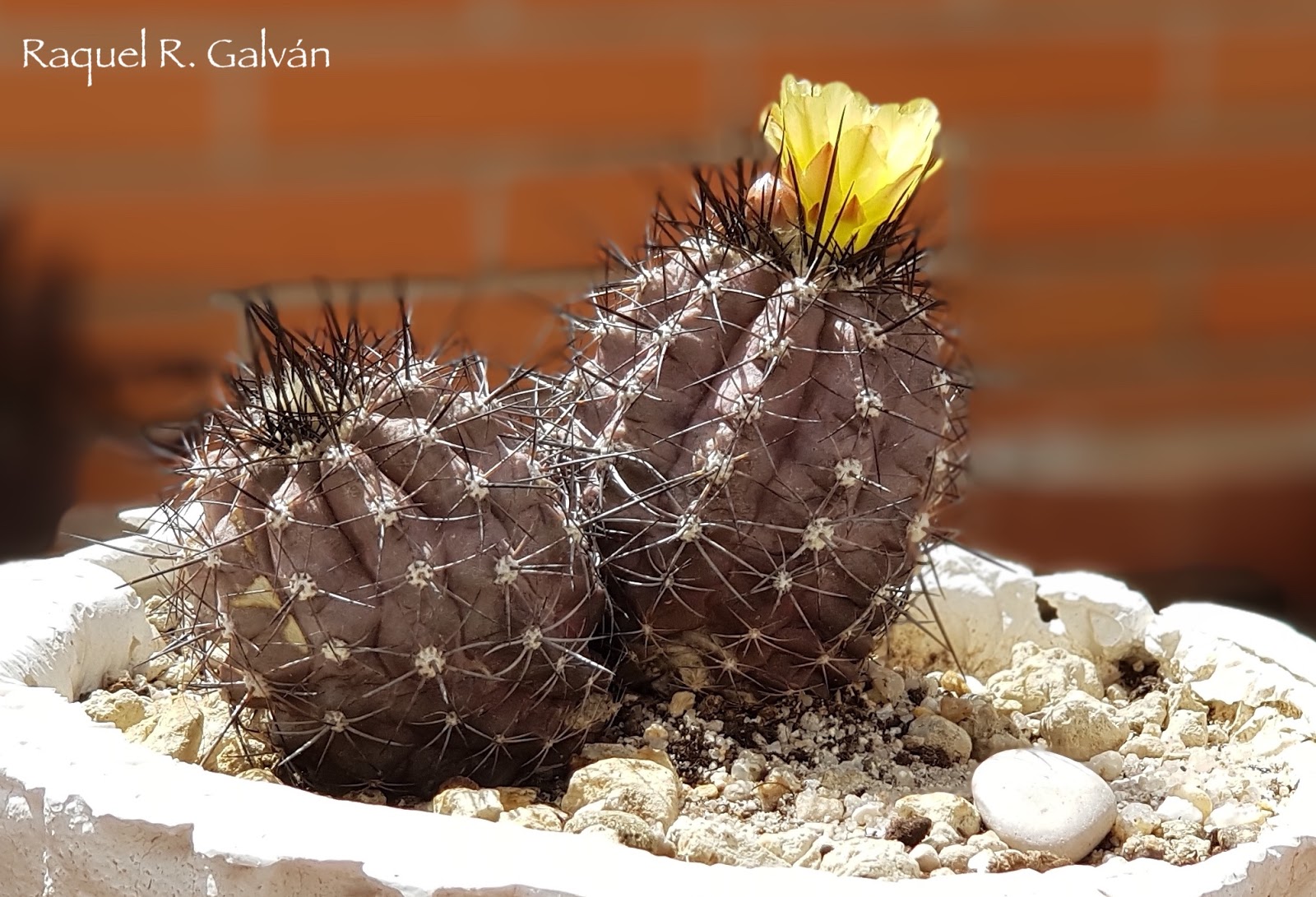 Copiapoa%2Bhumilis2.jpg
