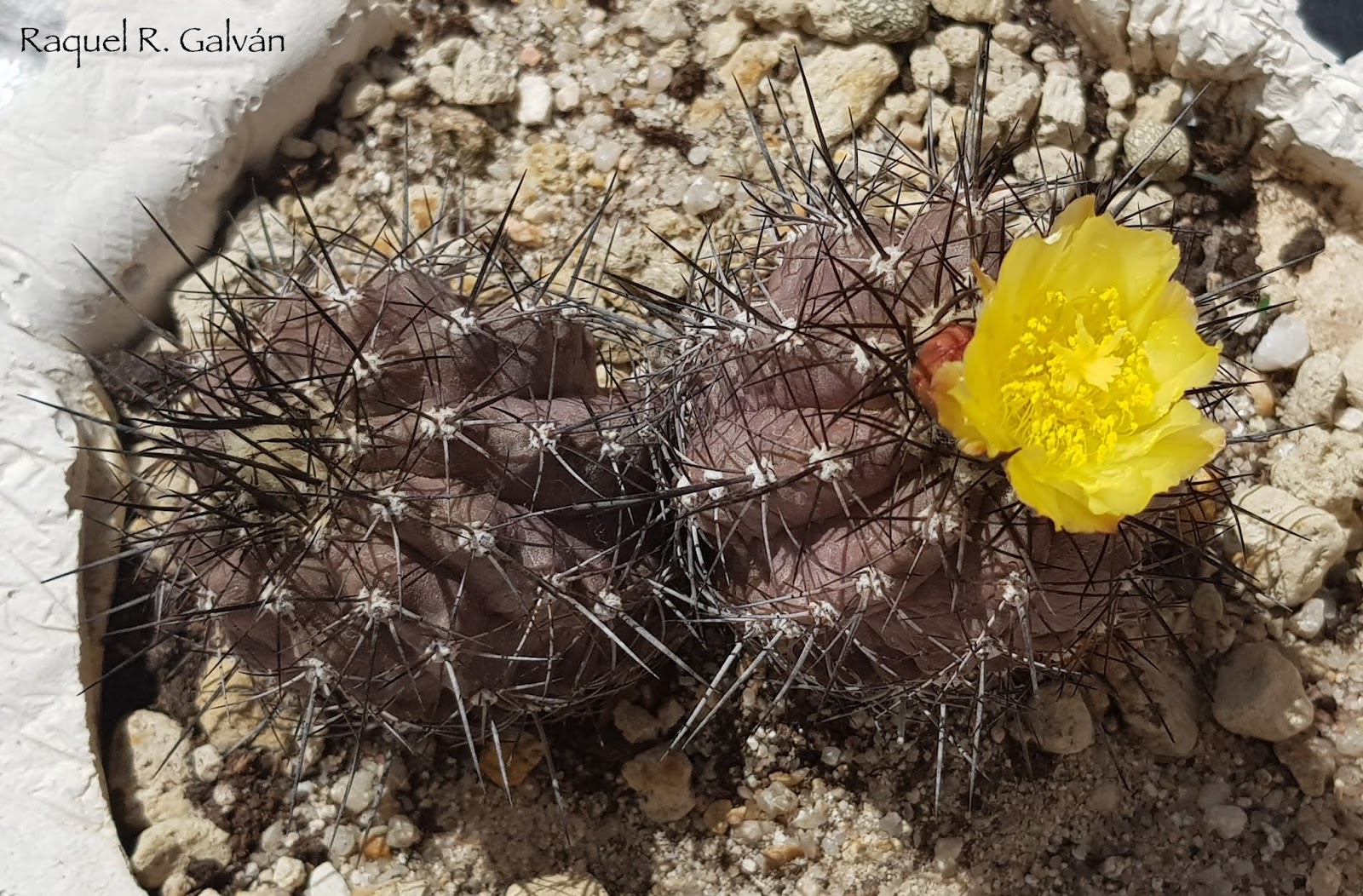 Copiapoa%2Bhumilis5.jpg