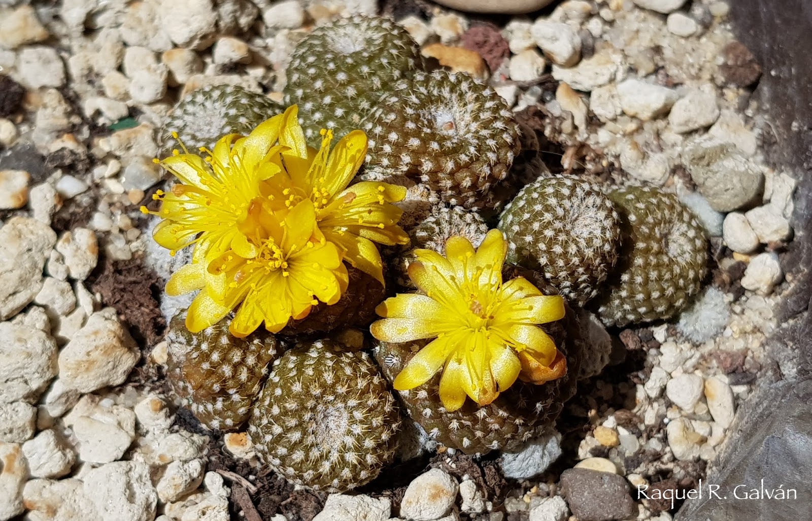 Copiapoa%2BLaui%2B1.jpg
